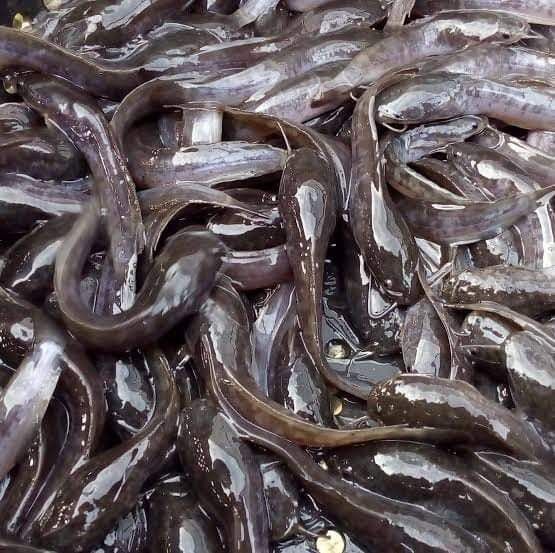 Ferme aquacole MUKYA SARL